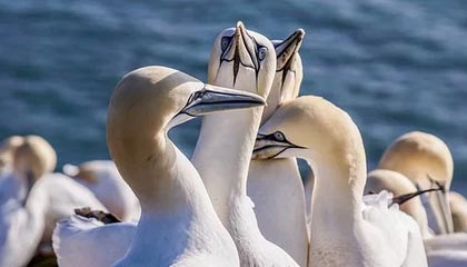 结拜兄弟,共闯黑暗信仰(结拜兄弟的自由)