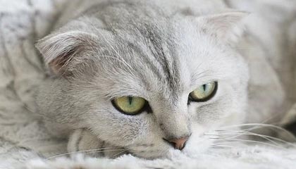 结拜兄弟,共闯黑暗信仰(结拜兄弟的自由)